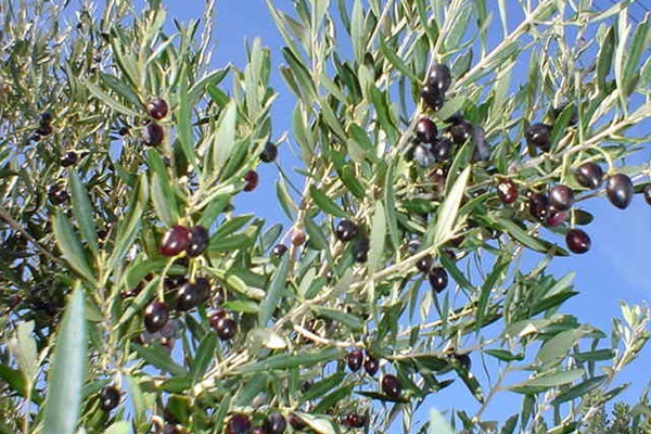 asimgpsh_mobile_save_distr Kalamata Olives